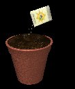 plant_pot_dirt_seeding_mc.gif