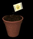 plant_pot_dirt_seeding_mb.gif