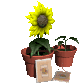growing_plants_sc.gif
