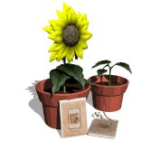 growing_plants_lw.gif