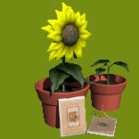 growing_plants_lc.gif