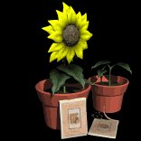 growing_plants_lb.gif
