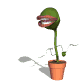 flytrap_snap_sw.gif
