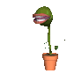 flytrap_snap_sc.gif