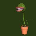 flytrap_snap_mc.gif