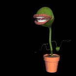flytrap_snap_lb.gif