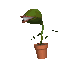 flytrap_jumping_sc.gif