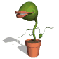 flytrap_grin_sw.gif