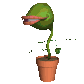 flytrap_grin_sc.gif