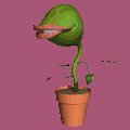 flytrap_grin_mc.gif