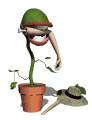 flytrap_eating_mw.gif