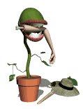 flytrap_eating_lw.gif