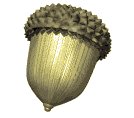 acorn_spin_lw.gif