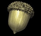 acorn_spin_lb.gif