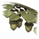 acorn_branch_sw.gif
