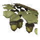 acorn_branch_sc.gif
