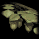 acorn_branch_sb.gif