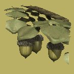 acorn_branch_lc.gif