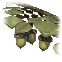 acorn_branch_hr.jpg