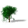 windy_tree_sw.gif
