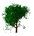 windy_tree_sc.gif