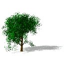 windy_tree_mw.gif