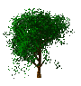 windy_tree_mc.gif