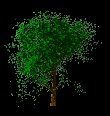 windy_tree_lc.gif