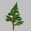 pinetree_sway_mgry.gif