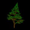 pinetree_sway_mb.gif