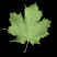 maple_leaf_shake_tb.gif