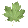 maple_leaf_shake_sw.gif