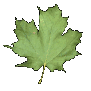 maple_leaf_shake_sc.gif