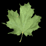 maple_leaf_shake_sb.gif