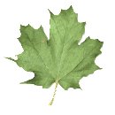 maple_leaf_shake_mw.gif