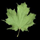 maple_leaf_shake_mc.gif