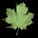 maple_leaf_shake_mb.gif
