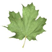 maple_leaf_shake_lw.gif