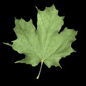 maple_leaf_shake_lb.gif