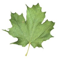 maple_leaf_shake_hr.jpg