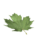 maple_leaf_falling_sw.gif