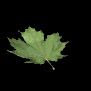 maple_leaf_falling_sb.gif