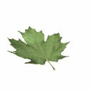 maple_leaf_falling_mw.gif