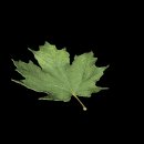 maple_leaf_falling_mc.gif