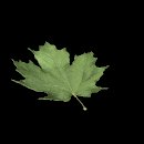 maple_leaf_falling_mb.gif