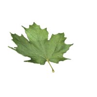 maple_leaf_falling_hr.jpg
