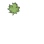 maple_leaf_detail_sc.gif