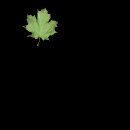 maple_leaf_detail_mc.gif