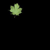 maple_leaf_detail_lc.gif
