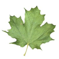 maple_leaf_detail_hr.jpg